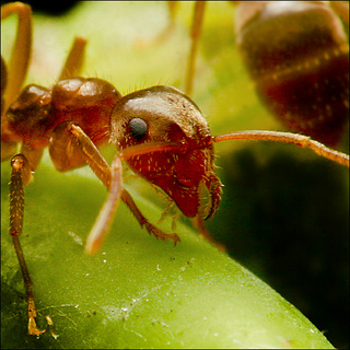 ant 01.jpg