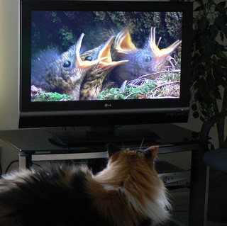 watching TV.jpg